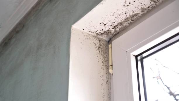 Best Forensic Mold Investigation  in Santaquin, UT
