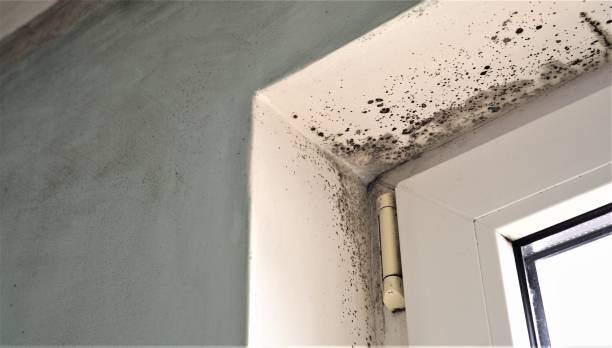 Best Mold Damage Restoration  in Santaquin, UT