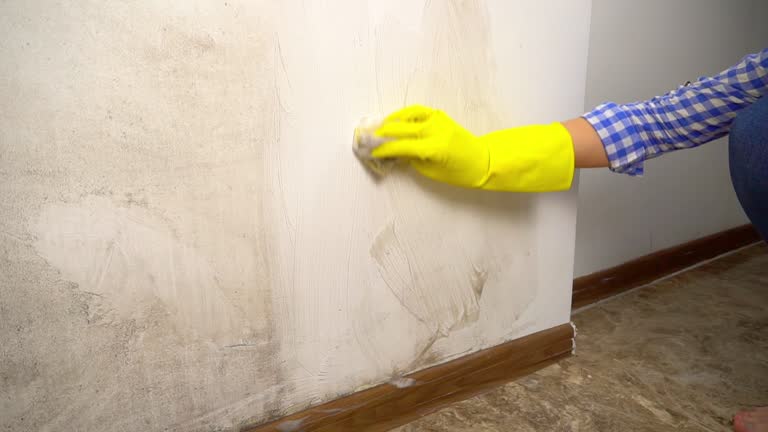 Best Basement Mold Removal  in Santaquin, UT