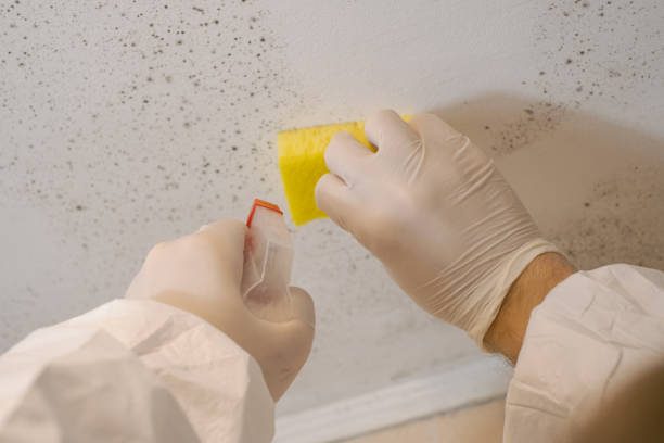 Best Emergency Mold Remediation  in Santaquin, UT
