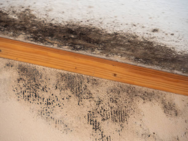 Best Residential Mold Inspection & Testing  in Santaquin, UT