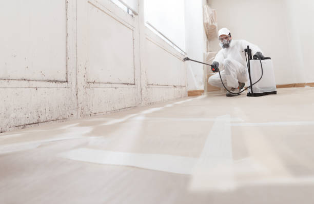 Mold Odor Removal Services in Santaquin, UT