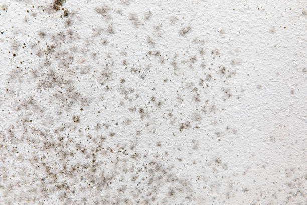 Best Emergency Mold Remediation  in Santaquin, UT