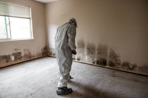 Best Black Mold Removal  in Santaquin, UT