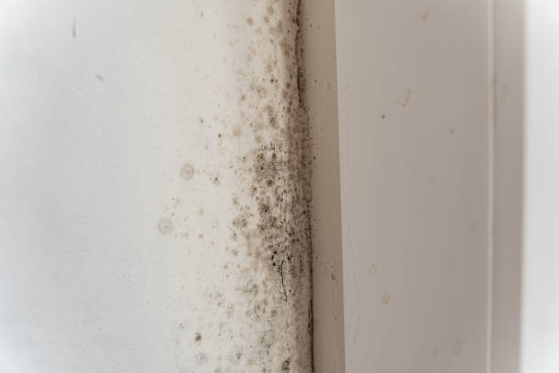 Best Water Damage & Mold Remediation  in Santaquin, UT