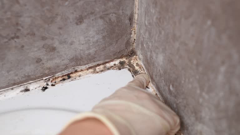 Best Mold Prevention Services  in Santaquin, UT
