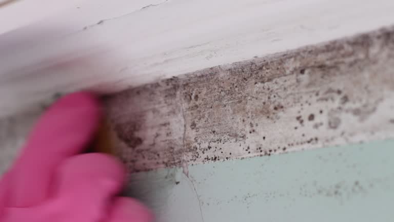 Best Attic Mold Removal  in Santaquin, UT